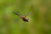 Phil Harbord - Four Spot Chaser in Flight